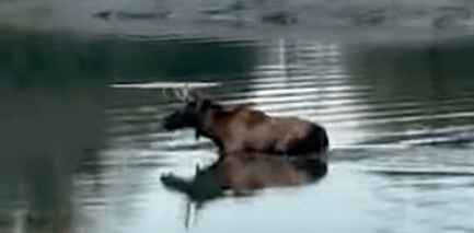 Los "Emil" še naprej v Spodnji Avstriji, preplaval Donavo