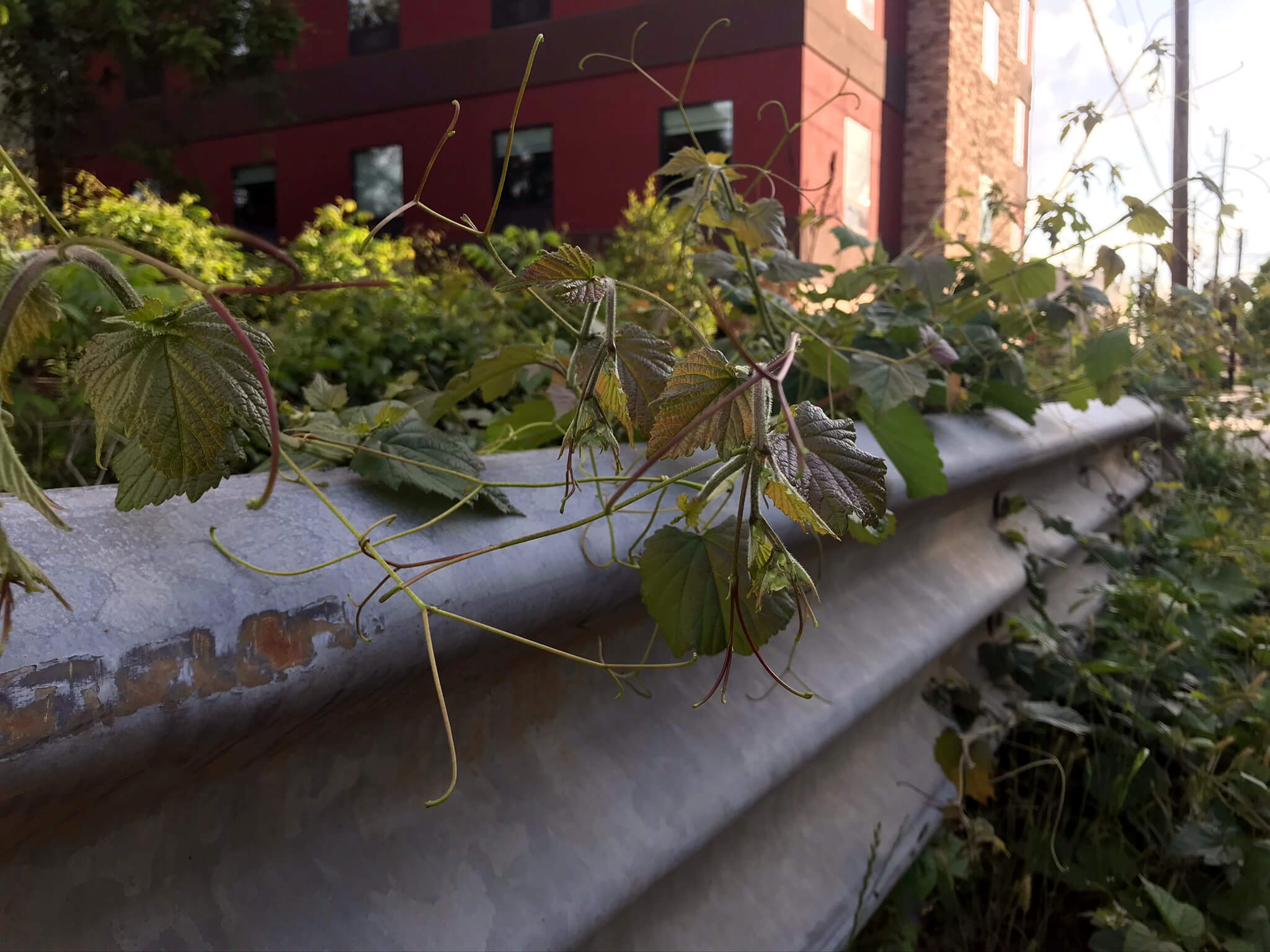 Dunajčani večinoma podpirajo divjo naravo v mestu, kaže študija BOKU