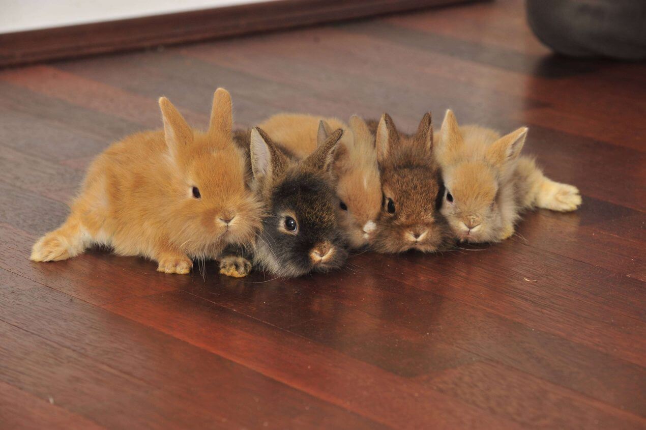 Unfassbar! Zoo in Dänemark wirbt um “Haustierspenden” als Futter für Raubtiere