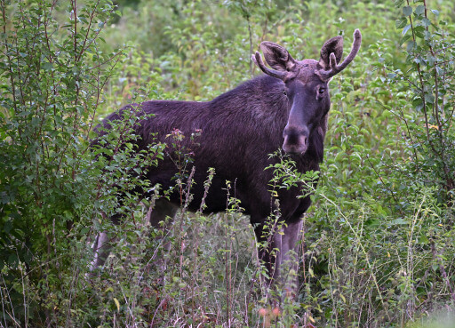 Elch Emil im tschechischen Nationalpark Šumava angekommen