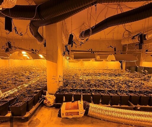 Wien-Floridsdorf: Marihuana-Mega-Plantage aufgeflogen