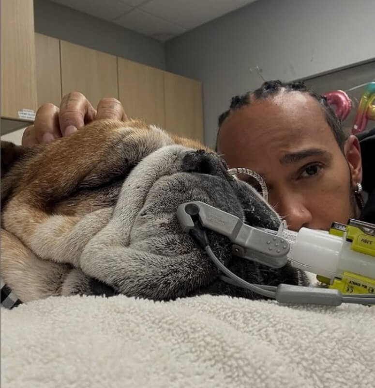 „Er starb in meinen Armen“: Hamilton trauert um geliebten Hund Roscoe