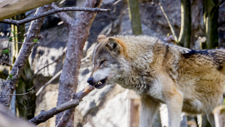 Den Wölfen an den Kragen: Tirol erlässt zwei Abschussverordnungen