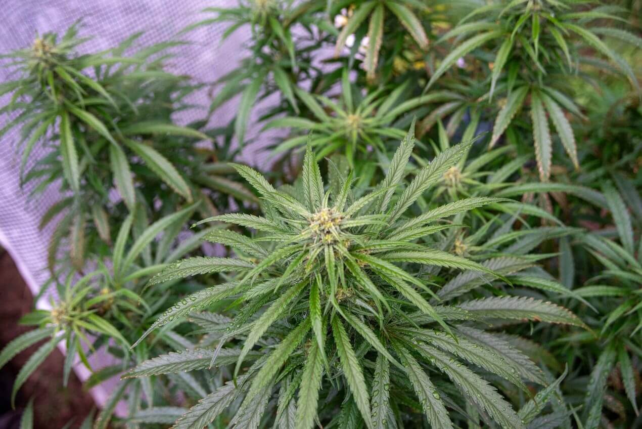 46 Kilo! Riesiger Cannabis-Fund am Wiener Flughafen